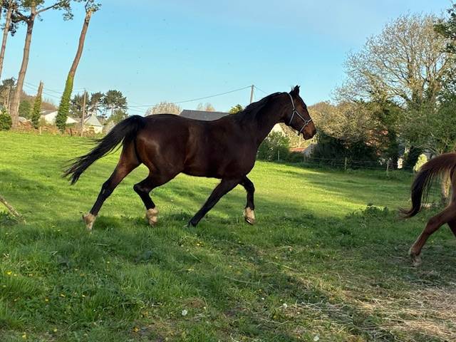 Merrie Selle Fran&ccedil;ais Te koop 2016 Bruin / Bai ,  CONTENDRO I