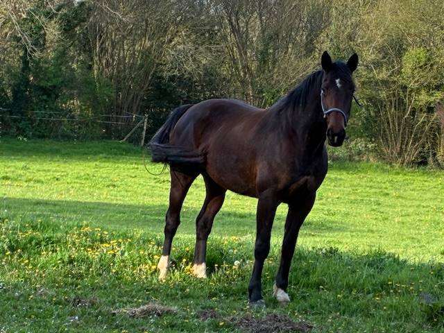 Merrie Selle Fran&ccedil;ais Te koop 2016 Bruin / Bai ,  CONTENDRO I