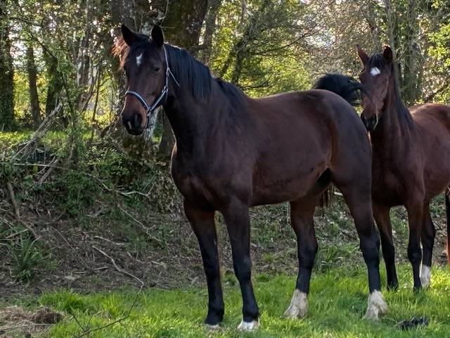 Merrie Selle Fran&ccedil;ais Te koop 2016 Bruin / Bai ,  CONTENDRO I