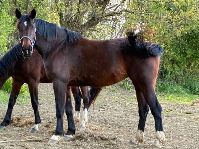 Merrie Selle Fran&ccedil;ais Te koop 2016 Bruin / Bai ,  CONTENDRO I