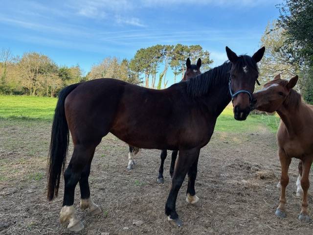 Merrie Selle Fran&ccedil;ais Te koop 2016 Bruin / Bai ,  CONTENDRO I