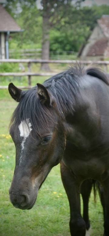 Ruin Franse rijpony PFS Te koop 2024 Zwart ,  Freebox belebat