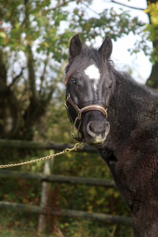 Ruin Franse rijpony PFS Te koop 2024 Zwart ,  Freebox belebat