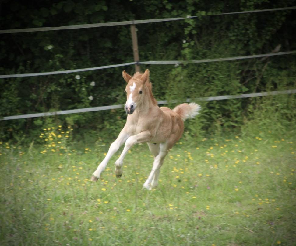 Veulen (ml) Franse rijpony PFS Te koop 2025 Vos ,  Foly star de florys