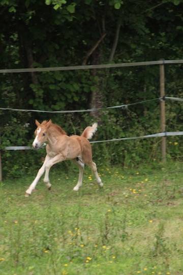Veulen (ml) Franse rijpony PFS Te koop 2025 Vos ,  Foly star de florys