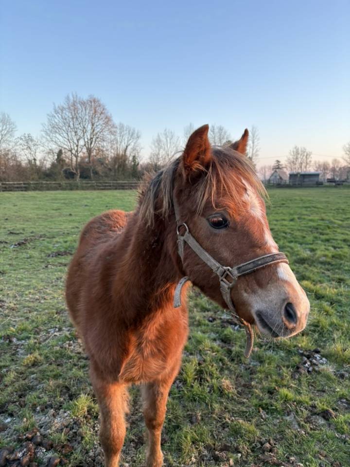 Veulen (ml) Franse rijpony PFS Te koop 2025 Vos ,  Foly star de florys