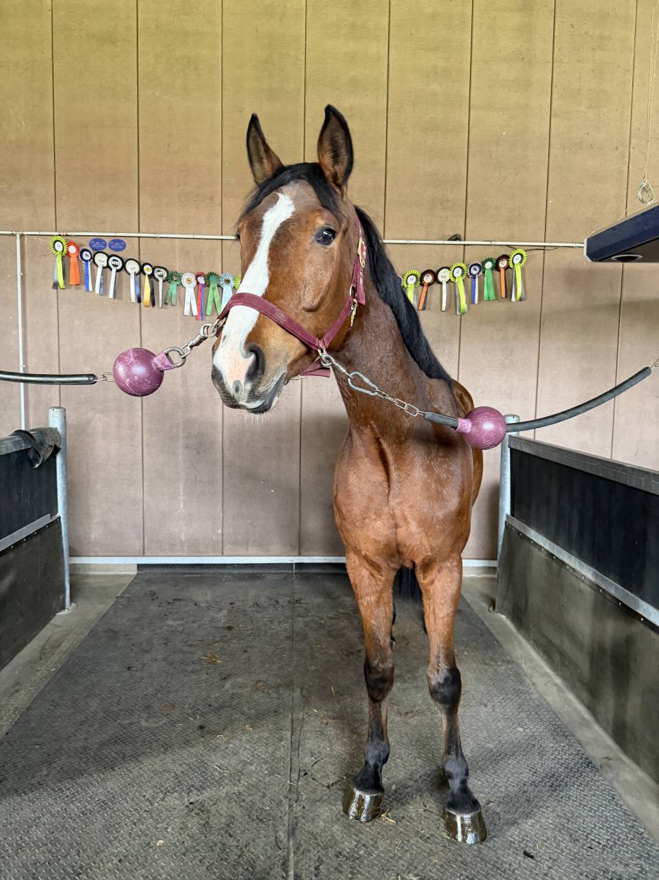 5 jarig springpaard met fijne instelling 