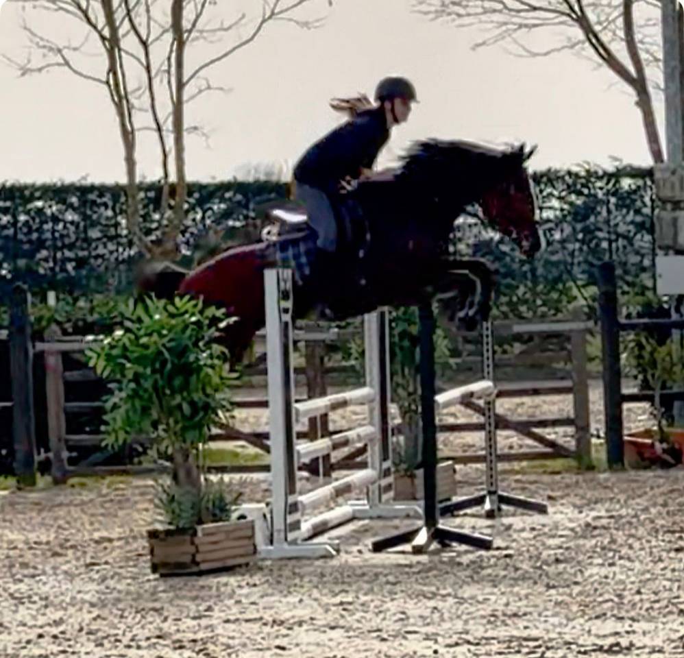 5 jarig springpaard met fijne instelling 