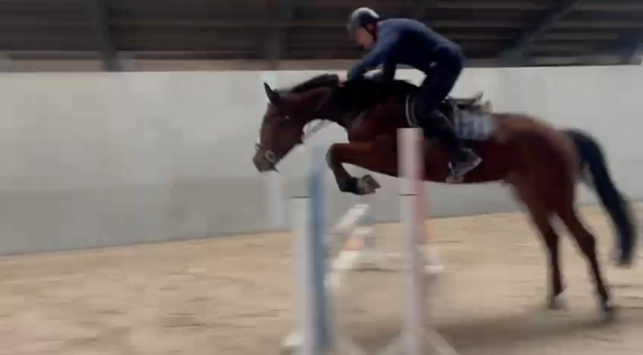 5 jarig springpaard met fijne instelling 
