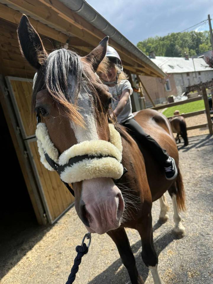 Dekhengst Andere pony rassen Te koop 2023 Bruin / Bai