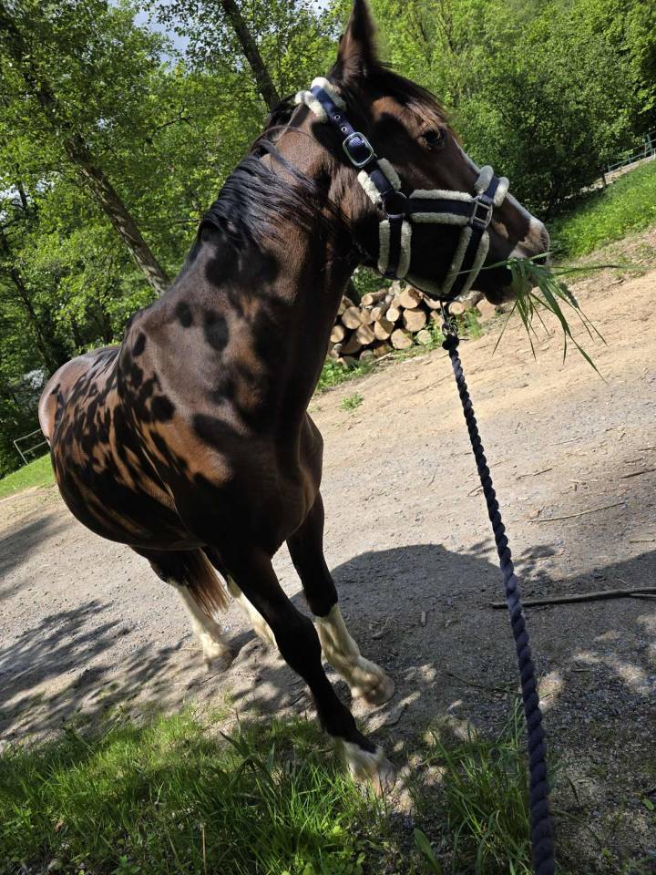 Dekhengst Andere pony rassen Te koop 2023 Bruin / Bai