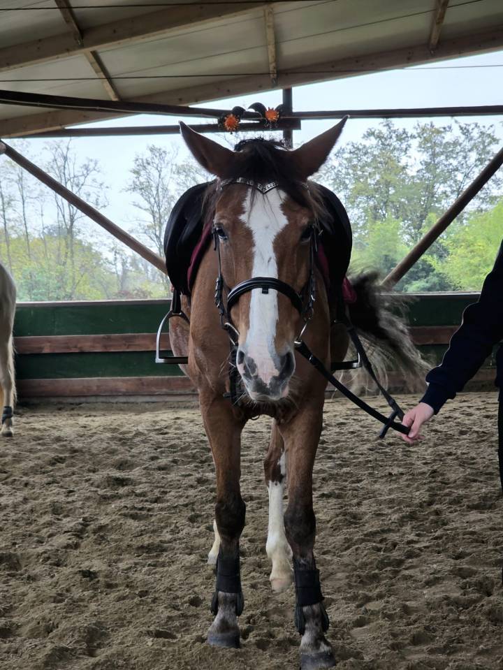 Merrie Bekend ras Te koop 2008 Vos