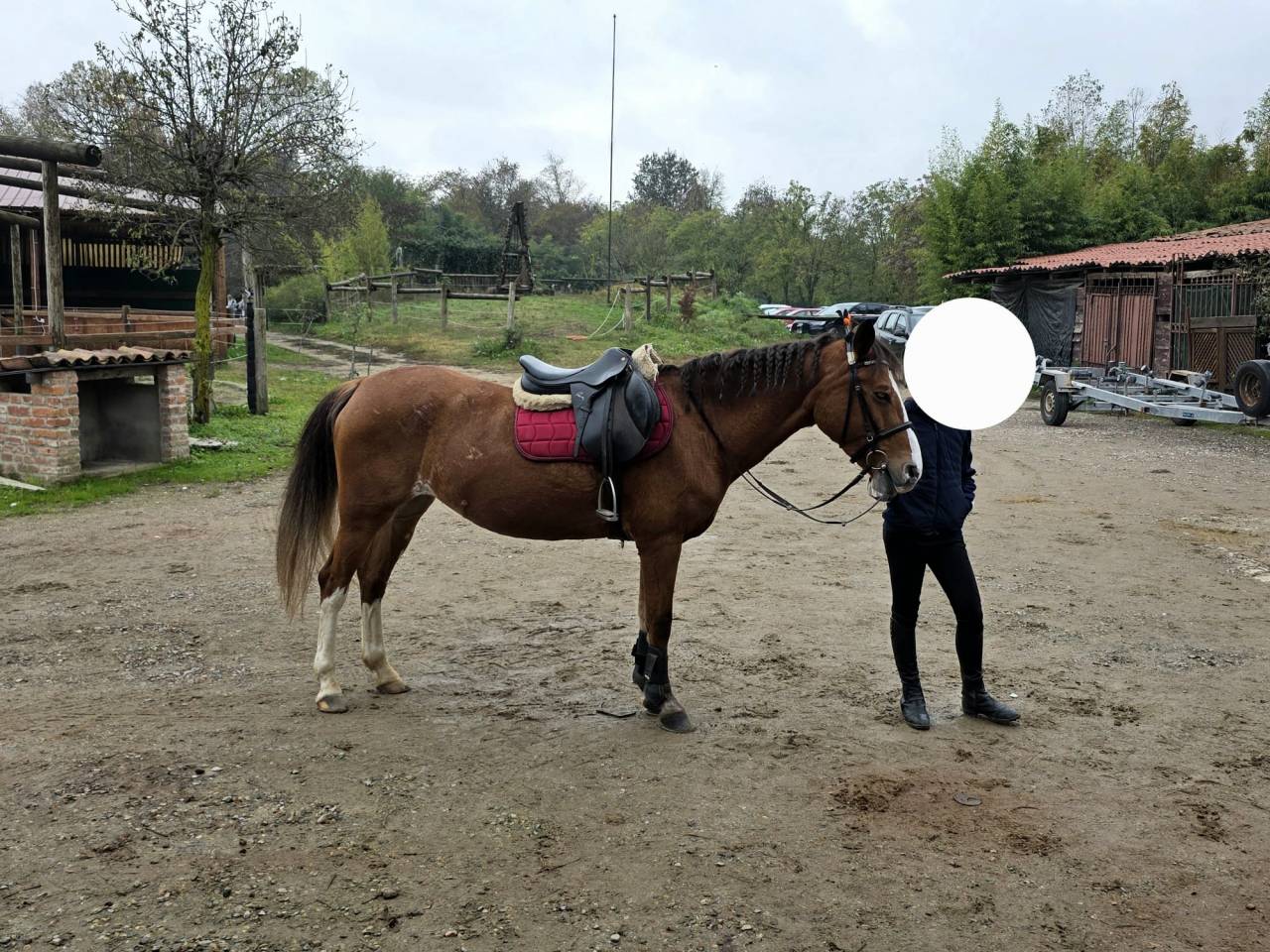 Merrie Bekend ras Te koop 2008 Vos