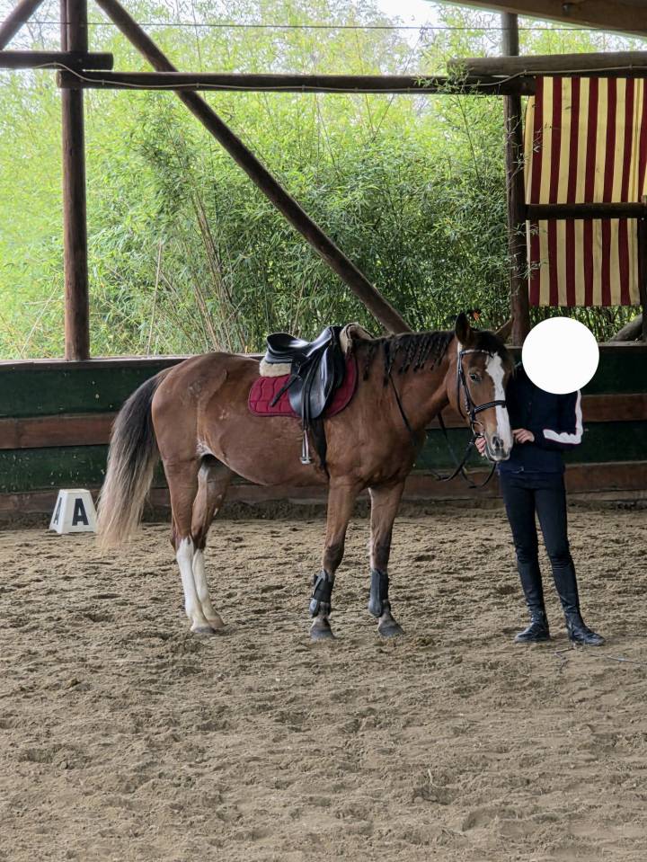 Merrie Bekend ras Te koop 2008 Vos