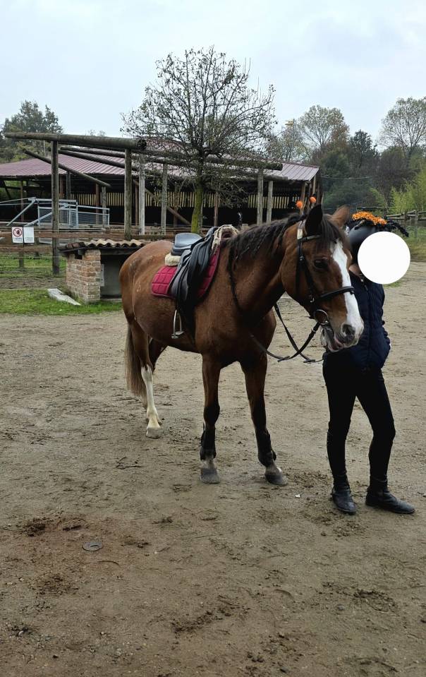 Merrie Bekend ras Te koop 2008 Vos