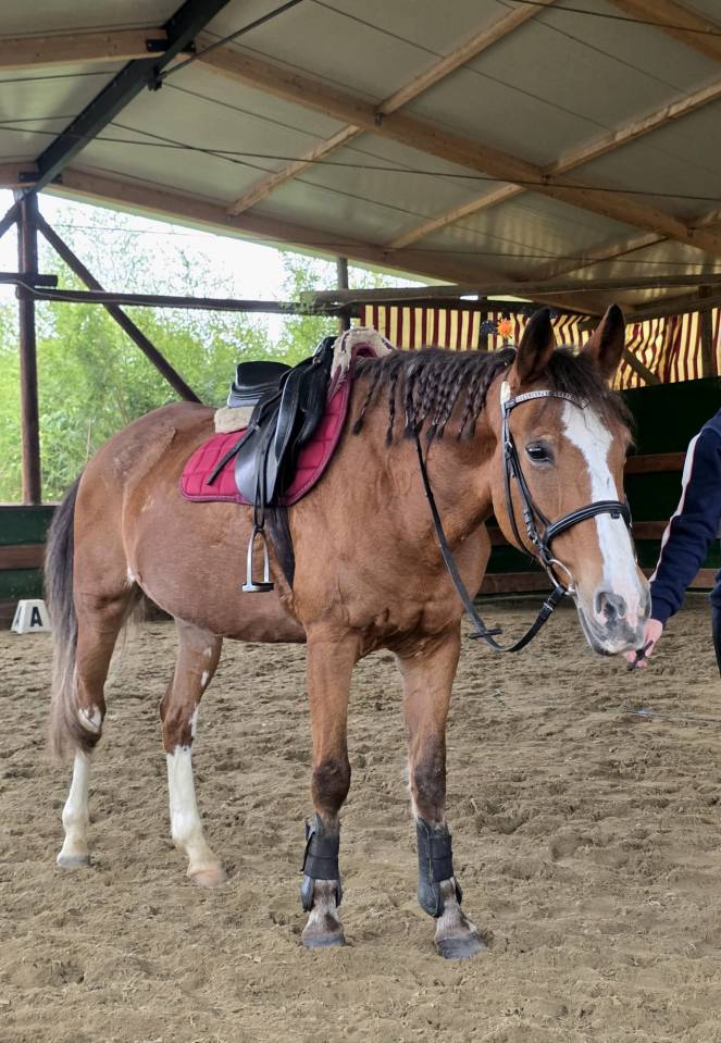 Merrie Bekend ras Te koop 2008 Vos