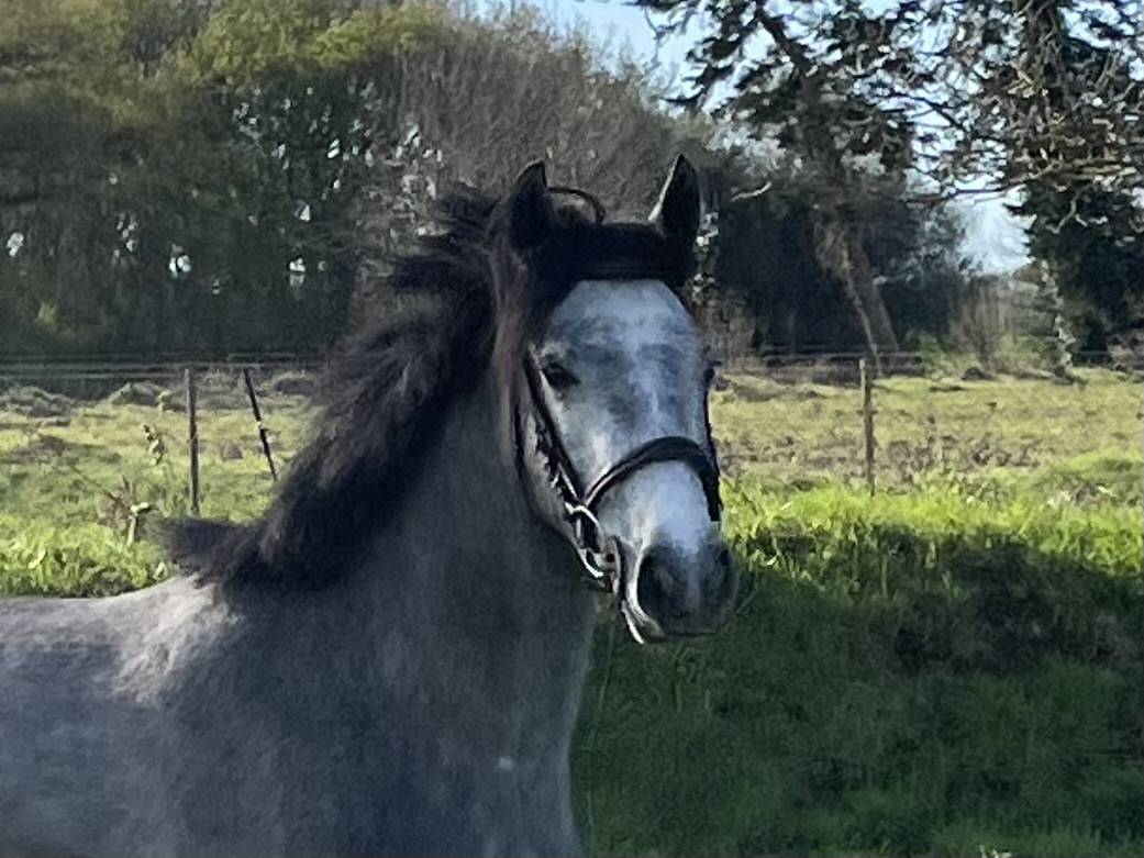 Merrie Connemara Te koop 2022 Schimmel