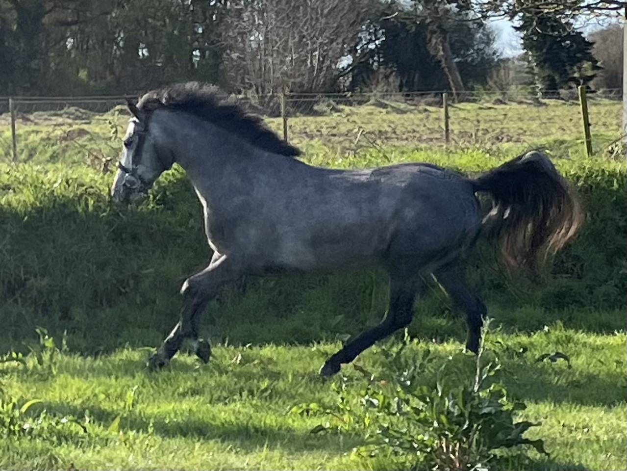 Merrie Connemara Te koop 2022 Schimmel