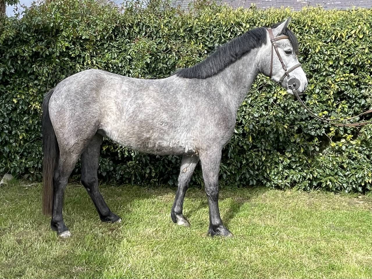 Merrie Connemara Te koop 2022 Schimmel