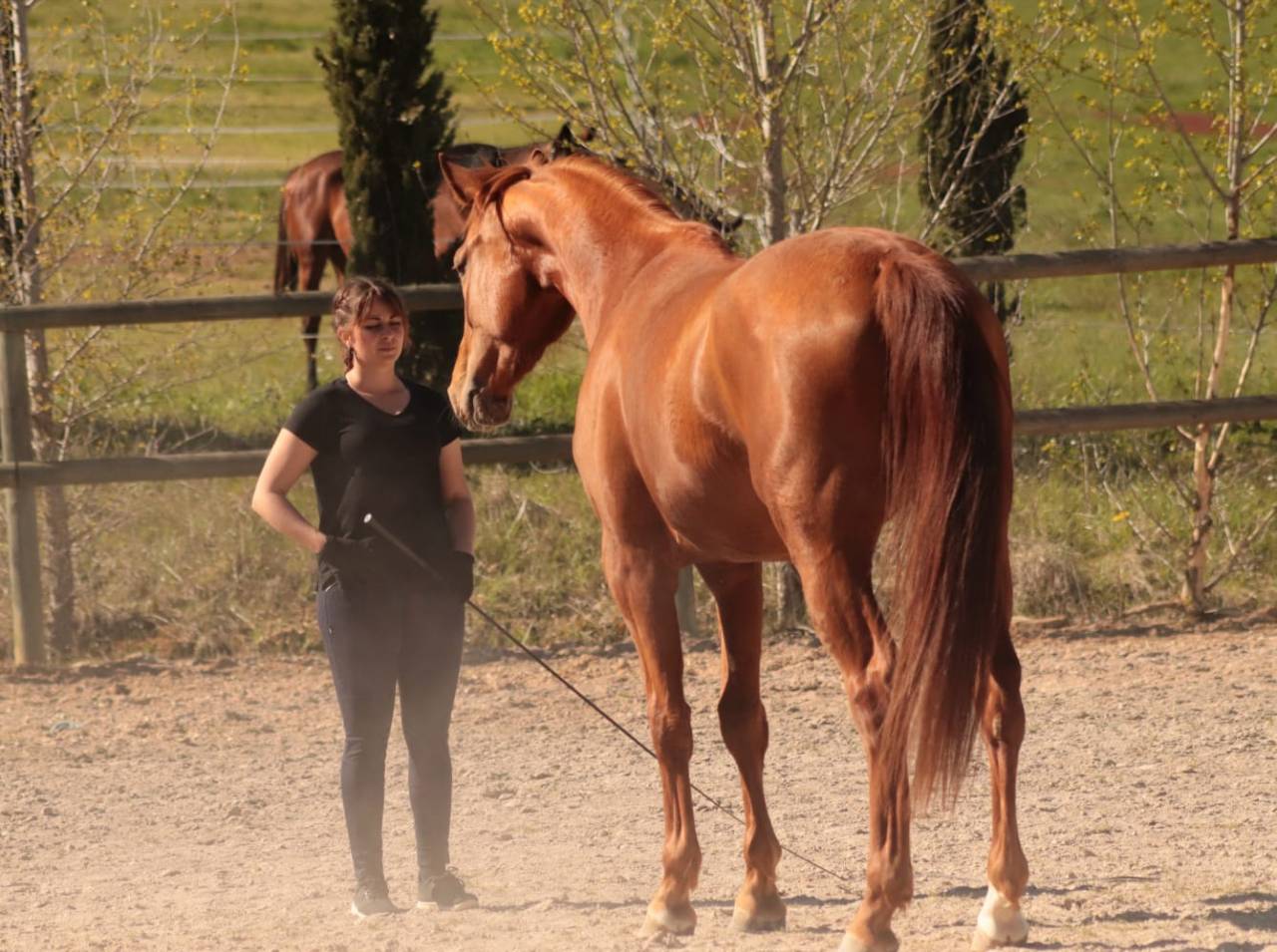 Merrie Selle Fran&ccedil;ais Te koop 2020 Vos ,  ARGENTINUS