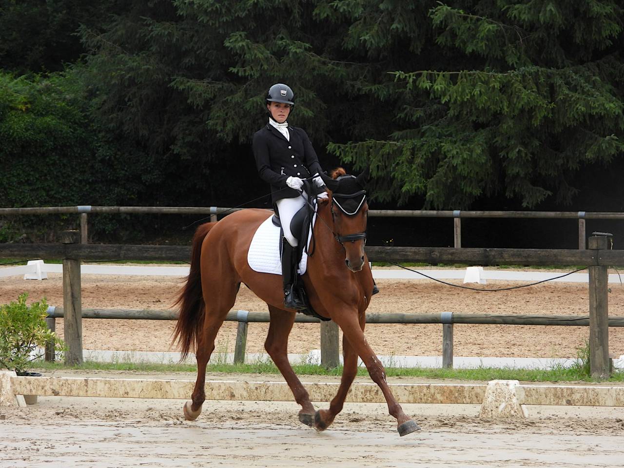 Merrie Selle Fran&ccedil;ais Te koop 2020 Vos ,  ARGENTINUS