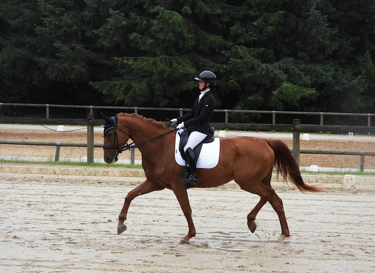 Merrie Selle Fran&ccedil;ais Te koop 2020 Vos ,  ARGENTINUS