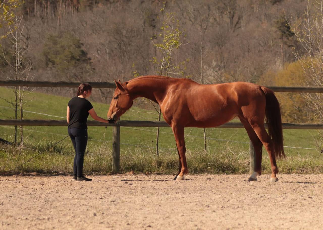 Merrie Selle Fran&ccedil;ais Te koop 2020 Vos ,  ARGENTINUS