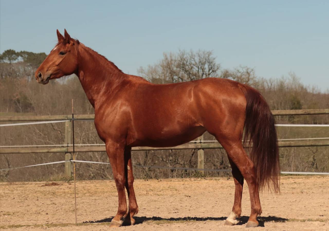 Merrie Selle Fran&ccedil;ais Te koop 2020 Vos ,  ARGENTINUS