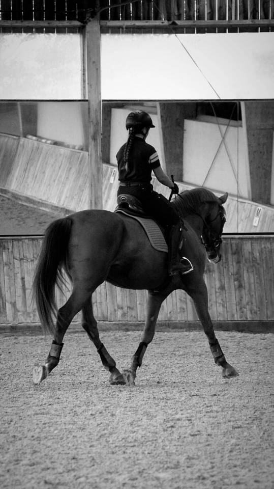 Merrie Selle Fran&ccedil;ais Te koop 2020 Vos ,  ARGENTINUS