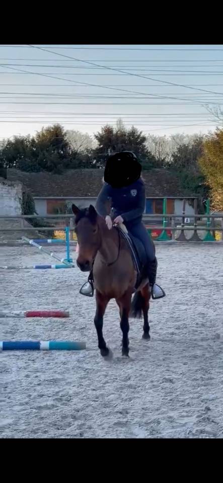 Merrie Bekend ras Te koop 2013 Bruin / Bai ,  Ulmazir El Mazir