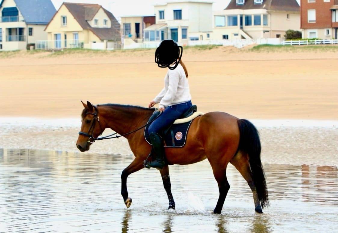 Merrie Bekend ras Te koop 2013 Bruin / Bai ,  Ulmazir El Mazir