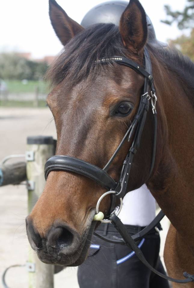 Merrie Bekend ras Te koop 2013 Bruin / Bai ,  Ulmazir El Mazir