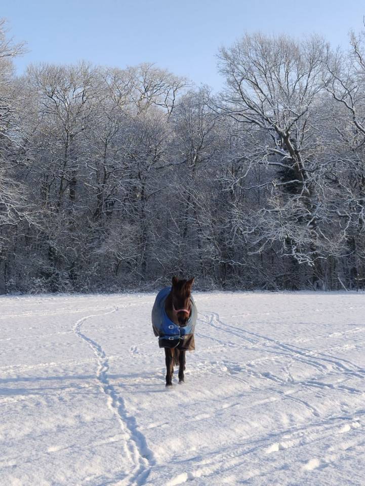 Merrie Bekend ras Te koop 2013 Bruin / Bai ,  Ulmazir El Mazir