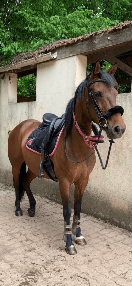 Merrie Bekend ras Te koop 2013 Bruin / Bai ,  Ulmazir El Mazir