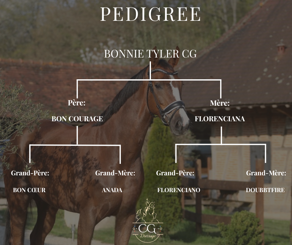 Merrie Hannoveraan  Te koop 2021 Koffie vos ,  Bon Courage