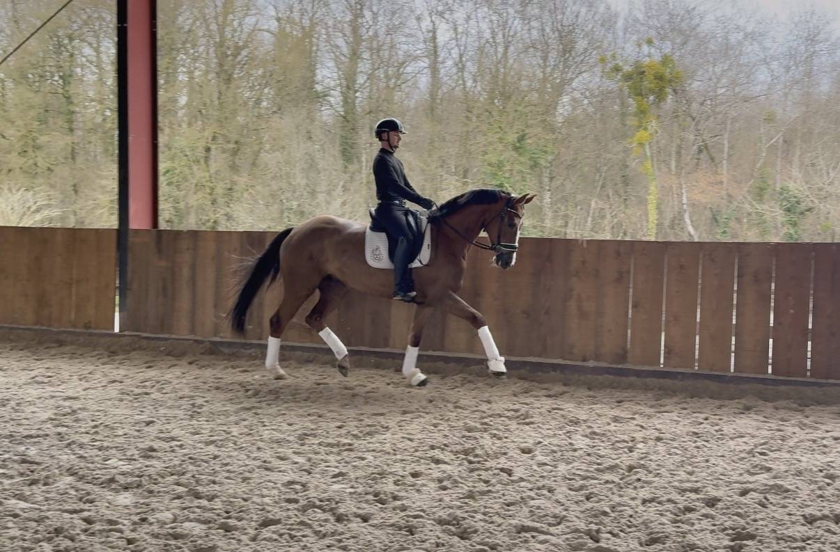 Merrie Hannoveraan  Te koop 2021 Koffie vos ,  Bon Courage