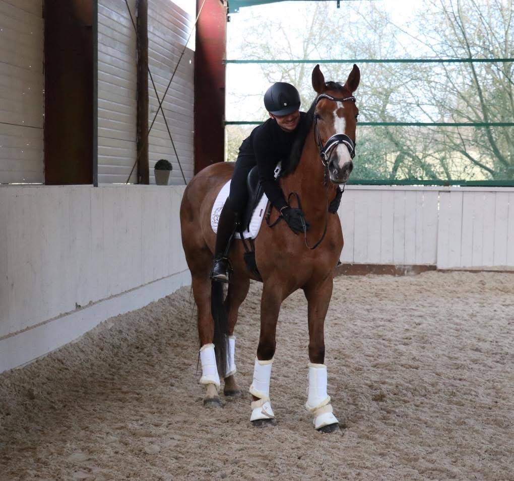 Merrie Hannoveraan  Te koop 2021 Koffie vos ,  Bon Courage