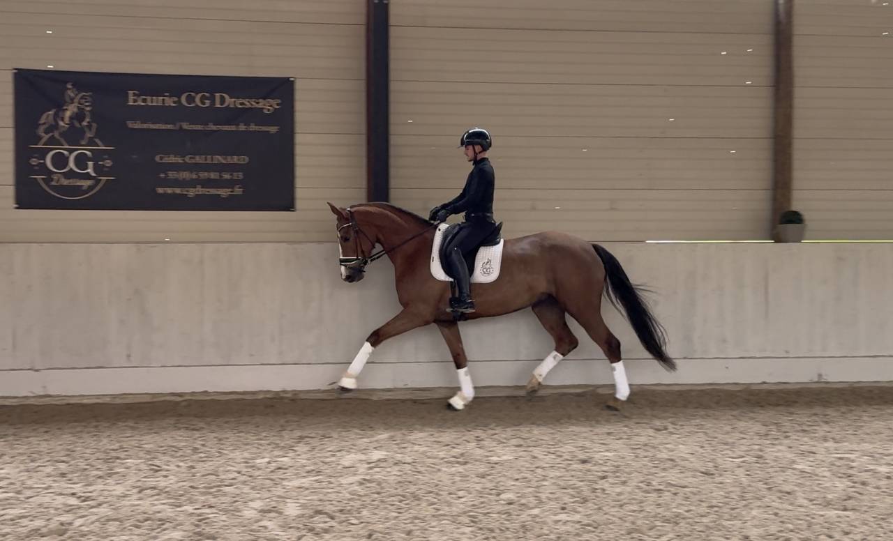 Merrie Hannoveraan  Te koop 2021 Koffie vos ,  Bon Courage