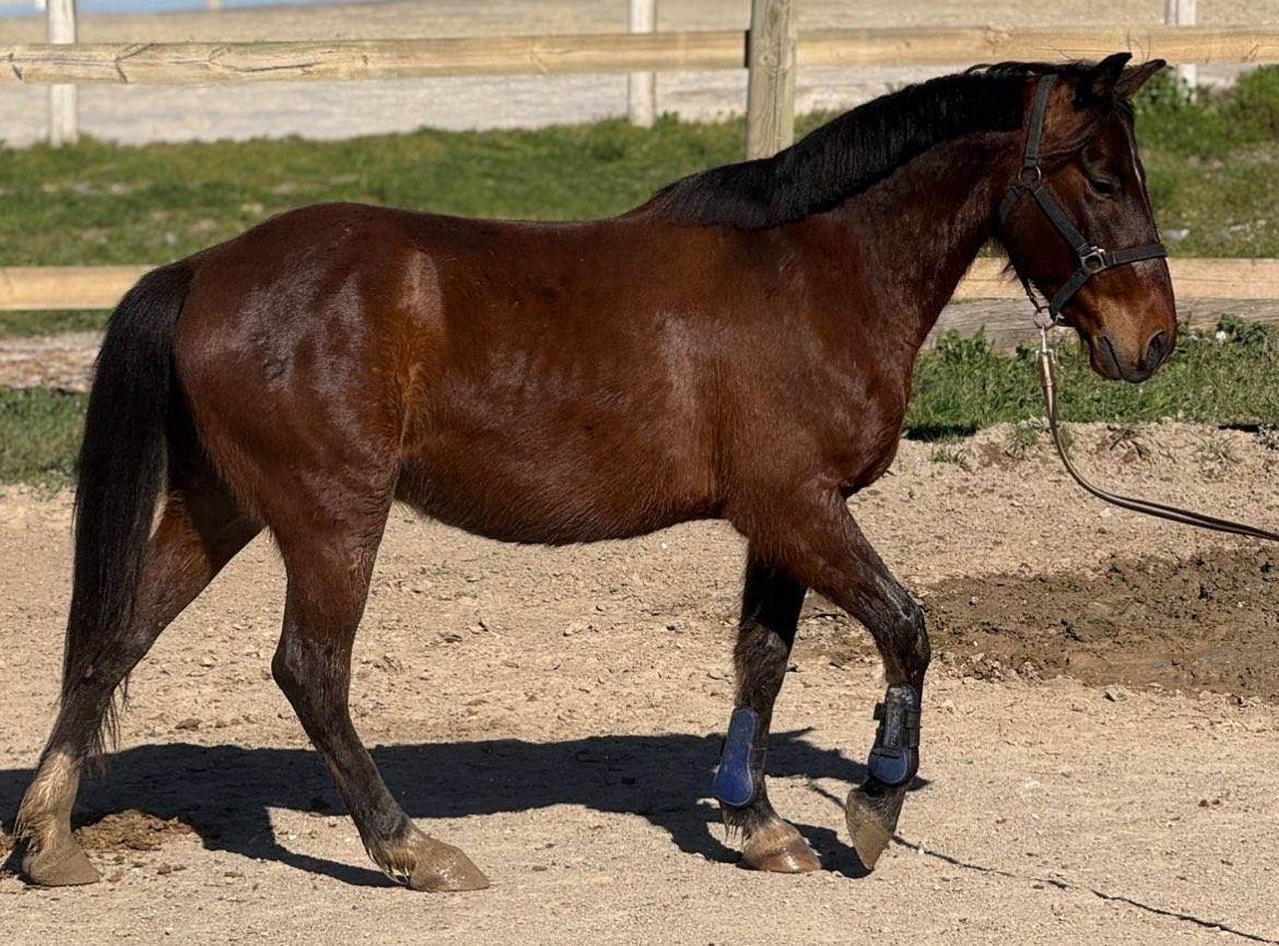 Ruin Ras onbekend Te koop 2019 Donker bruin / bai