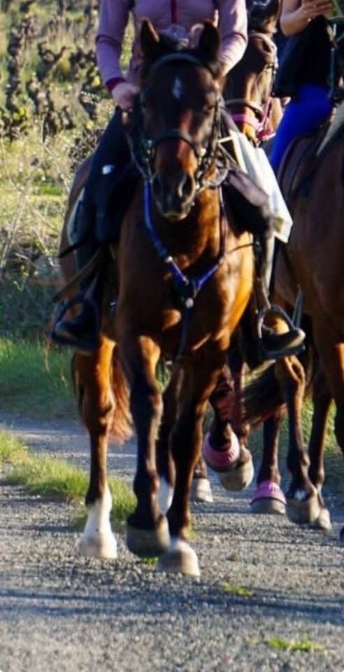 Ruin Ras onbekend Te koop 2019 Donker bruin / bai