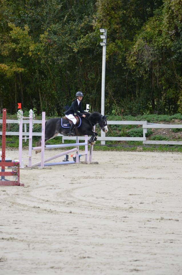 Merrie Ras onbekend Te koop 2019 Bruinroan