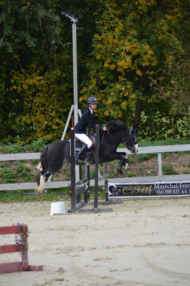 Merrie Ras onbekend Te koop 2019 Bruinroan