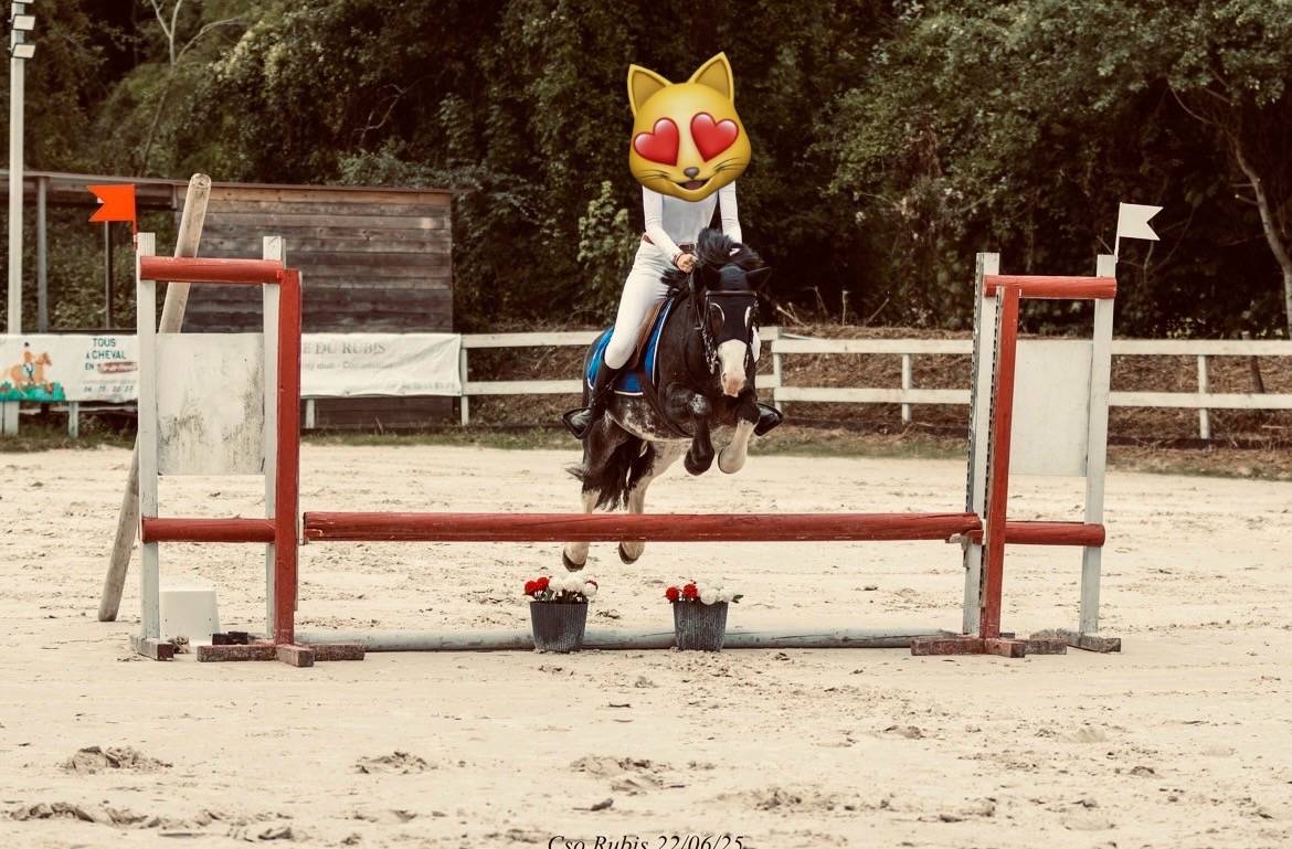 Merrie Ras onbekend Te koop 2019 Bruinroan