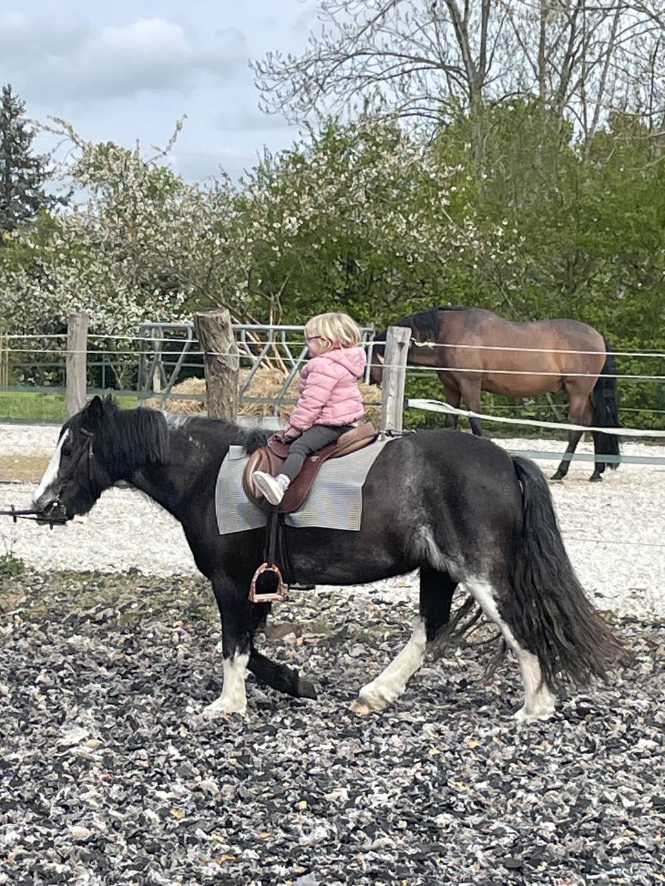 Merrie Ras onbekend Te koop 2019 Bruinroan