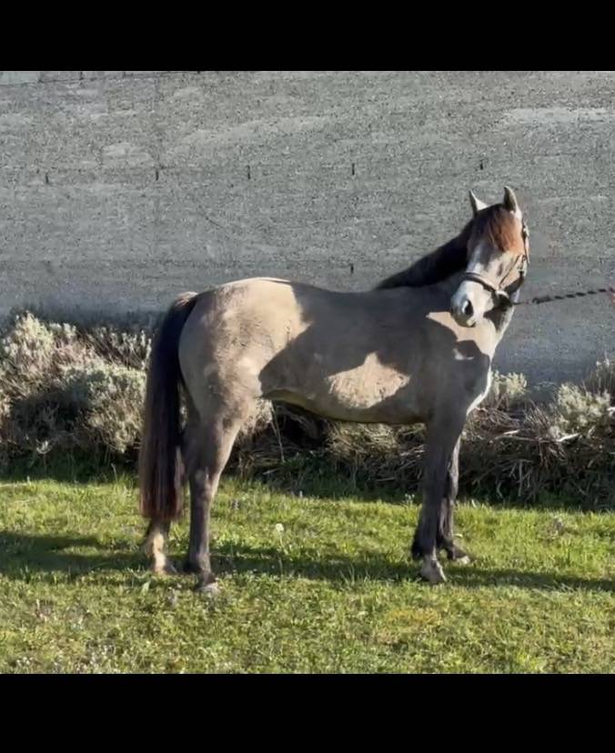 Merrie Connemara Te koop 2023 Schimmel