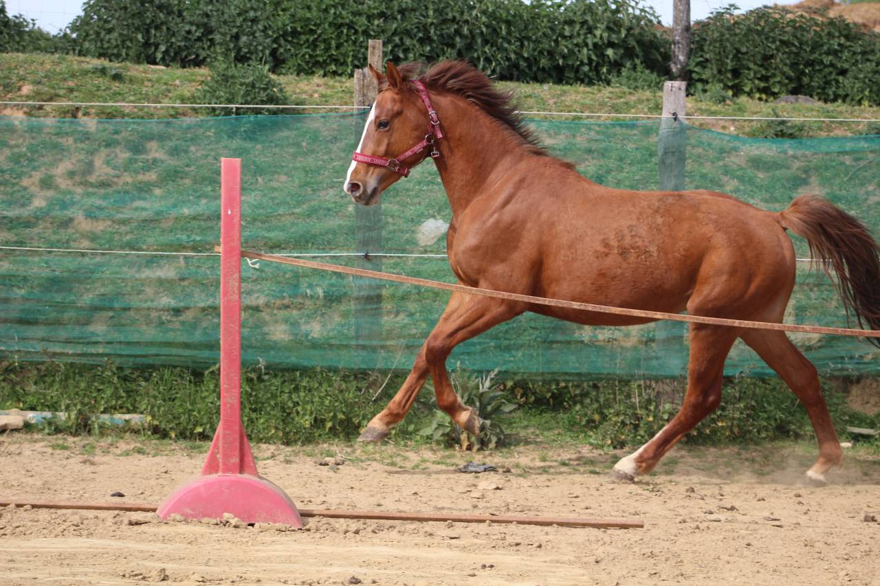 Veulen (ml) Selle Fran&ccedil;ais Te koop 2023 Vos ,  jamiroquai lvd