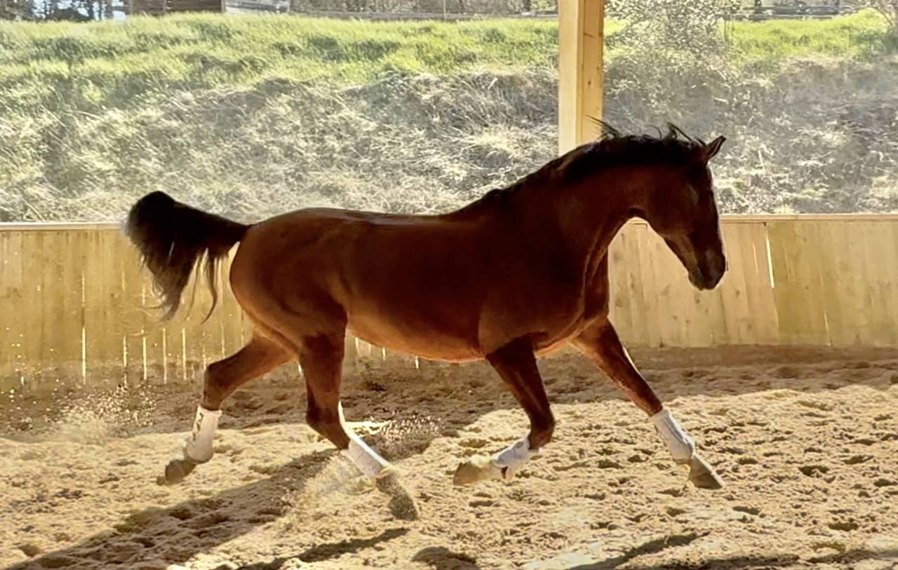 Merrie Hannoveraan  Te koop 2016 Vos ,  dream of glory