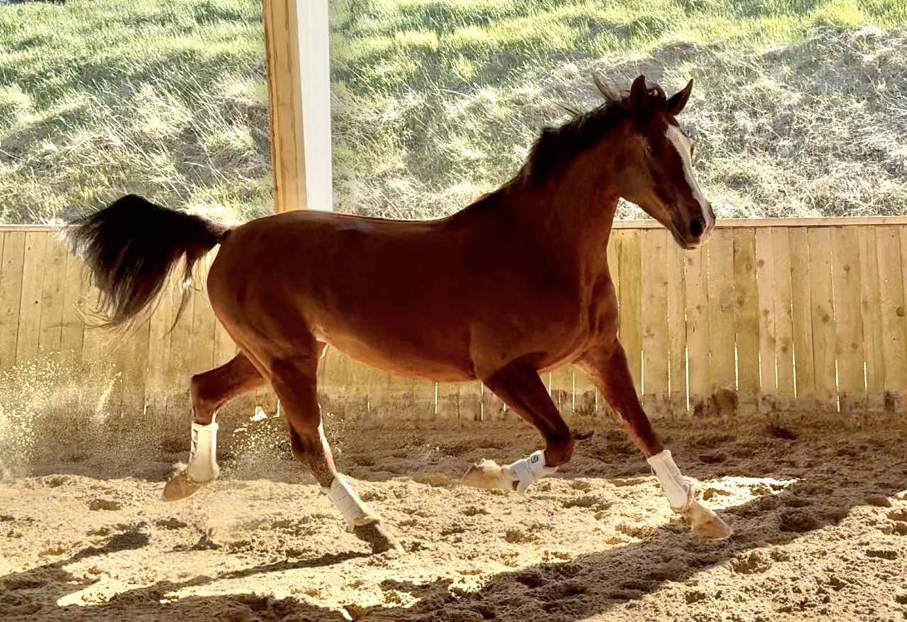 Merrie Hannoveraan  Te koop 2016 Vos ,  dream of glory