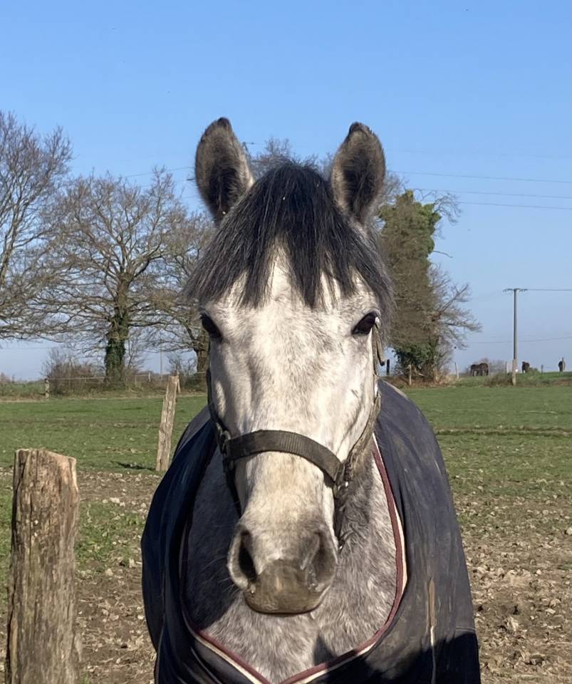 Ruin Franse rijpony PFS Te koop 2022 Schimmel