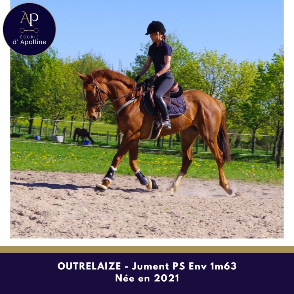 Merrie Volbloed Te koop 2021 Vos